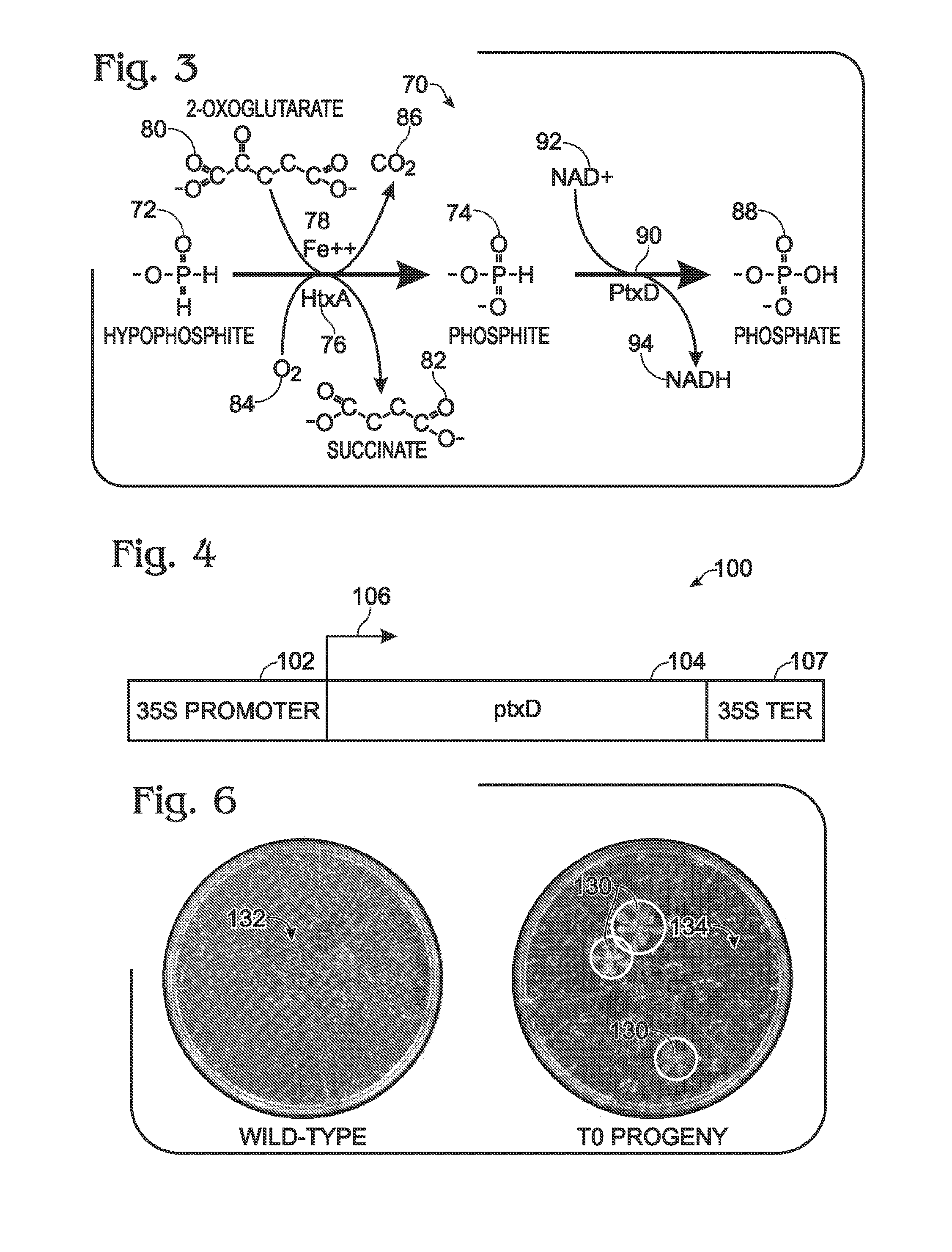 Transgenic plants and fungi capable of metabolizing phosphite as a source of phosphorus