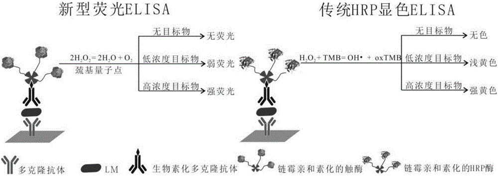 Detection method for listeria monocytogenes