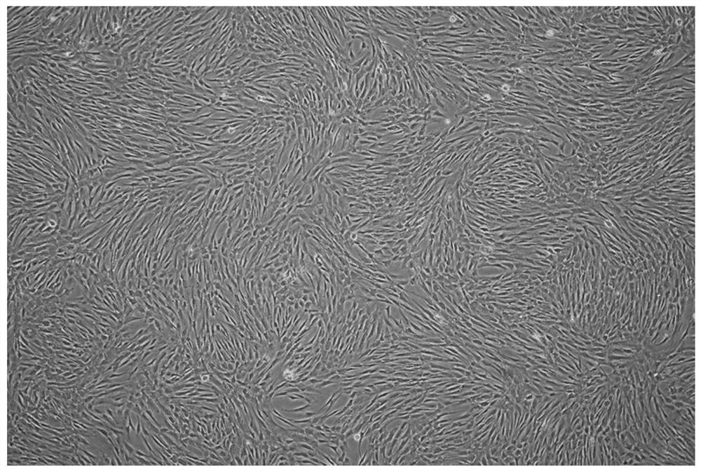 A cryopreservation solution and method for a large number of cryopreserved mesenchymal stem cells