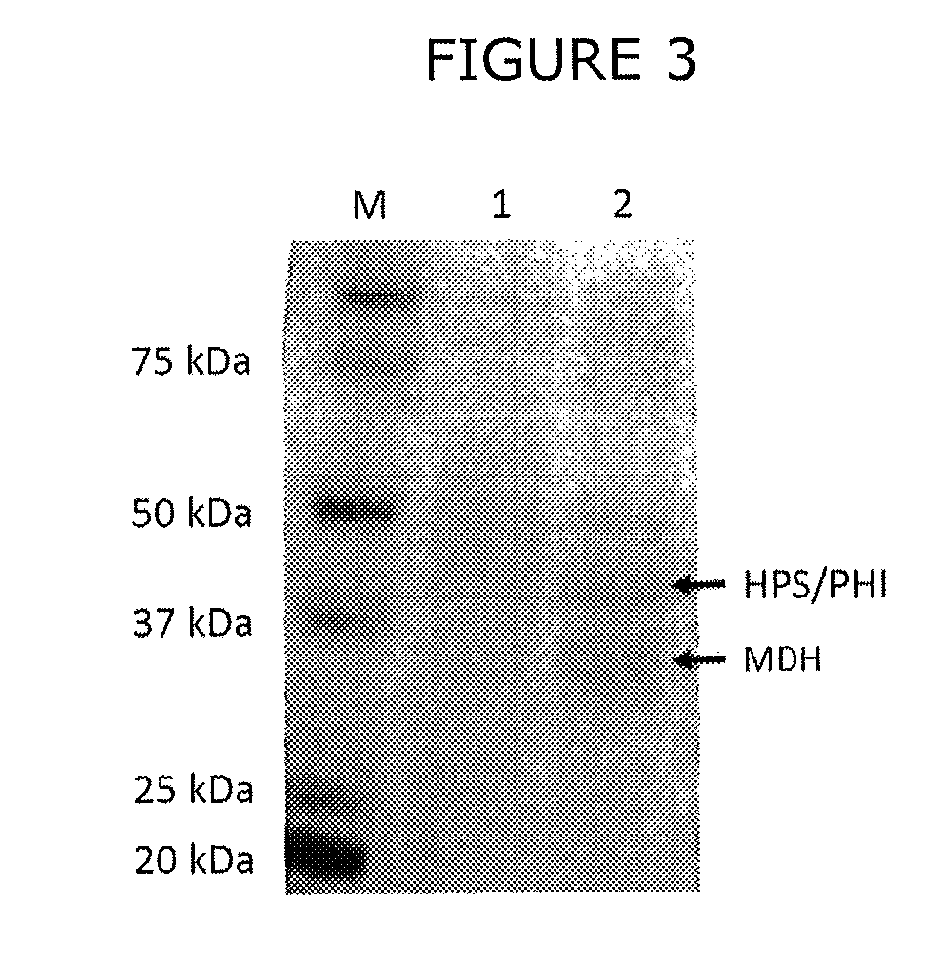 Synthetic methylotrophy to liquid fuels and chemicals