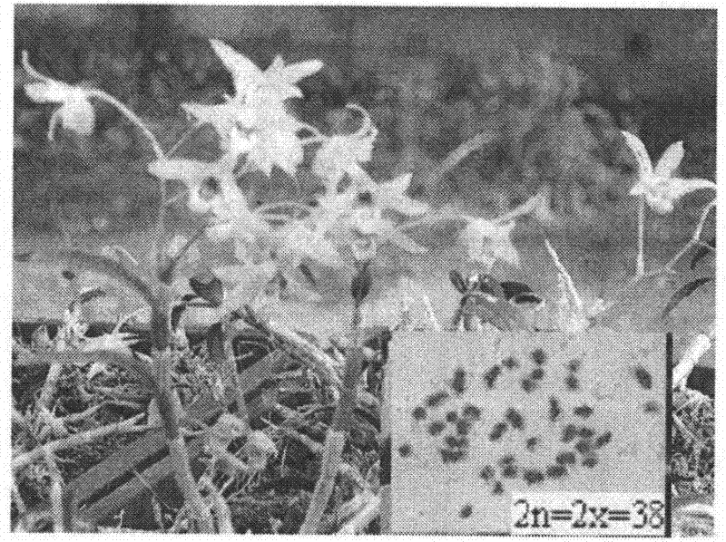 Cultivation method of triploid Dendrobium officinale