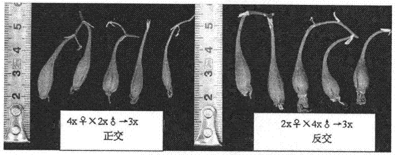 Cultivation method of triploid Dendrobium officinale