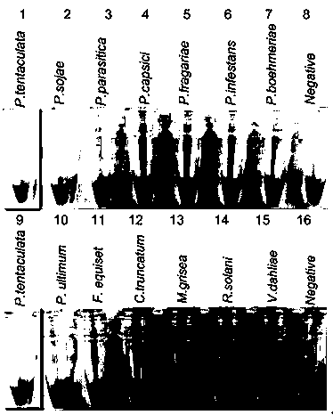 LAMP (loop-mediated isothermal amplification) detection primer composition, LAMP detection kit and LAMP detection method for P.tentaculata