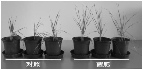 Microbial fertilizer for improving saline-alkali soil and preparation method and application thereof