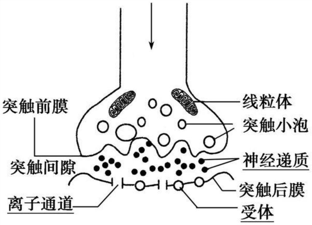 Synaptic transistor based on two-dimensional and three-dimensional perovskite composite structure and preparation method of synaptic transistor