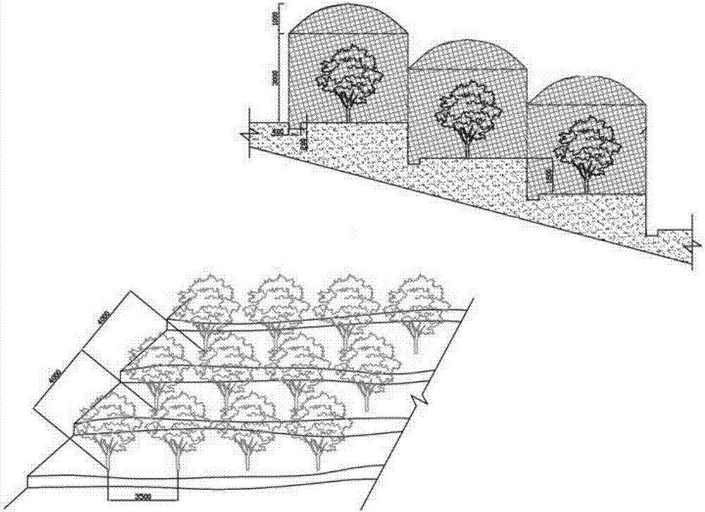 Leaf protection and fruit promotion integrating method for sweet cherries in mountainous areas in southern warm and humid areas