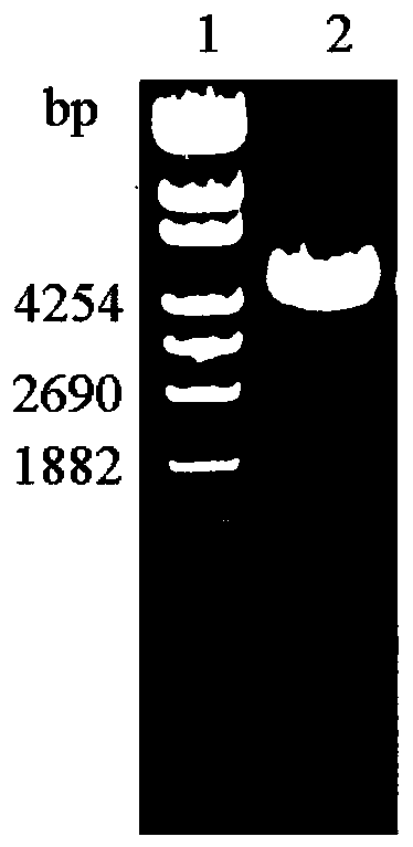 Application of glms gene in biosafety screening marker for lactic acid bacteria