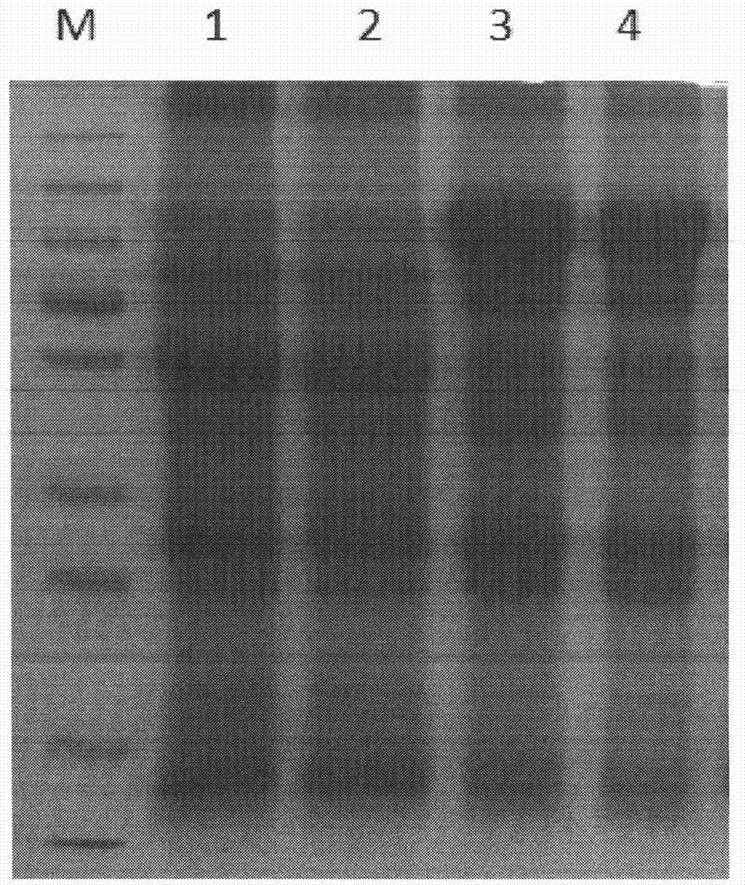 Method for improving integrity of cytoskeletons after freeze thawing of preserved boar sperm