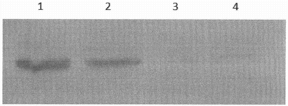 Method for improving integrity of cytoskeletons after freeze thawing of preserved boar sperm