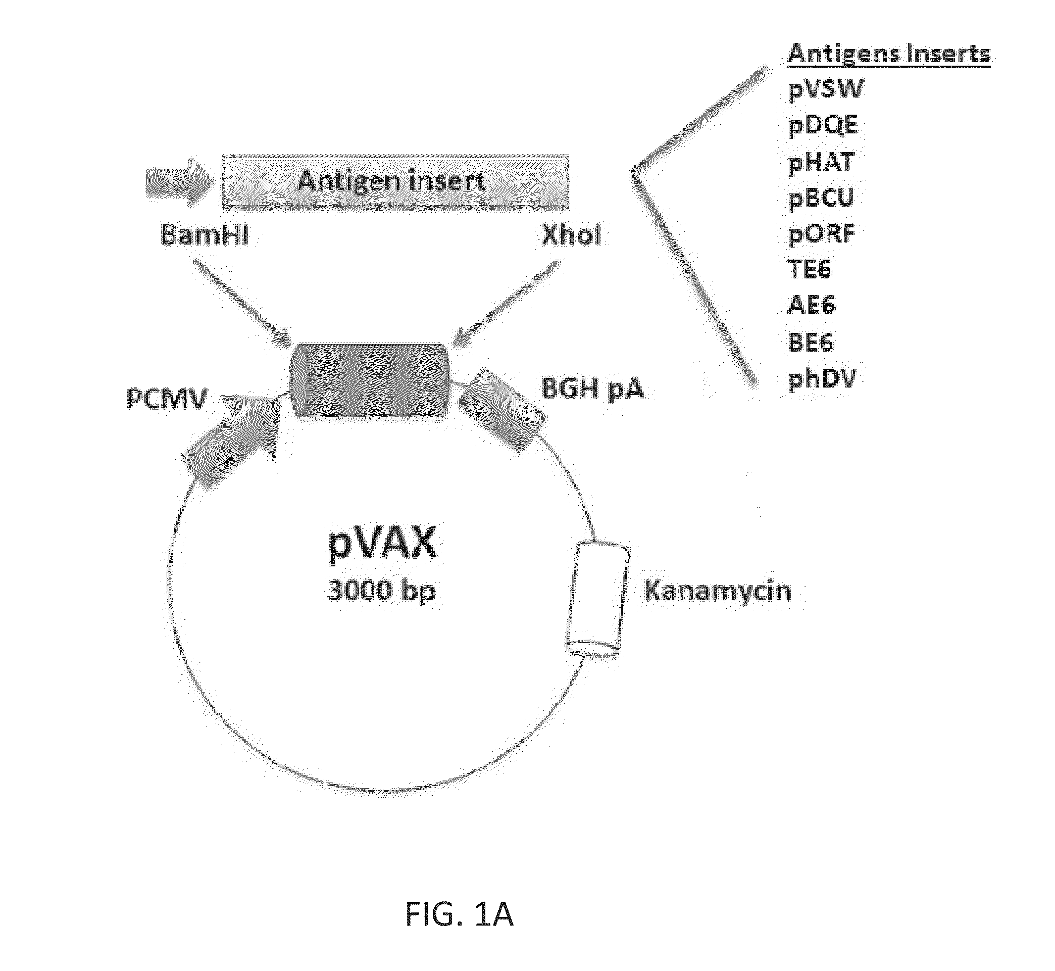 Synthetic Immunogens For Prophylaxis Or Treatment Of Tuberculosis