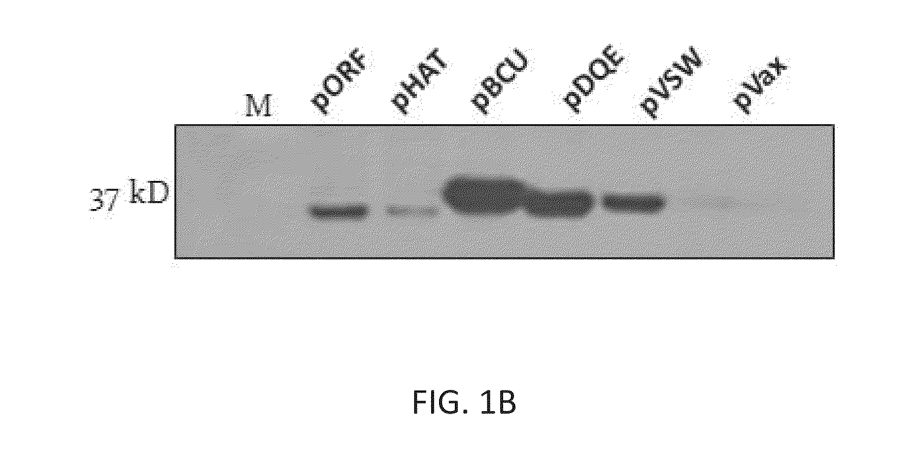 Synthetic Immunogens For Prophylaxis Or Treatment Of Tuberculosis