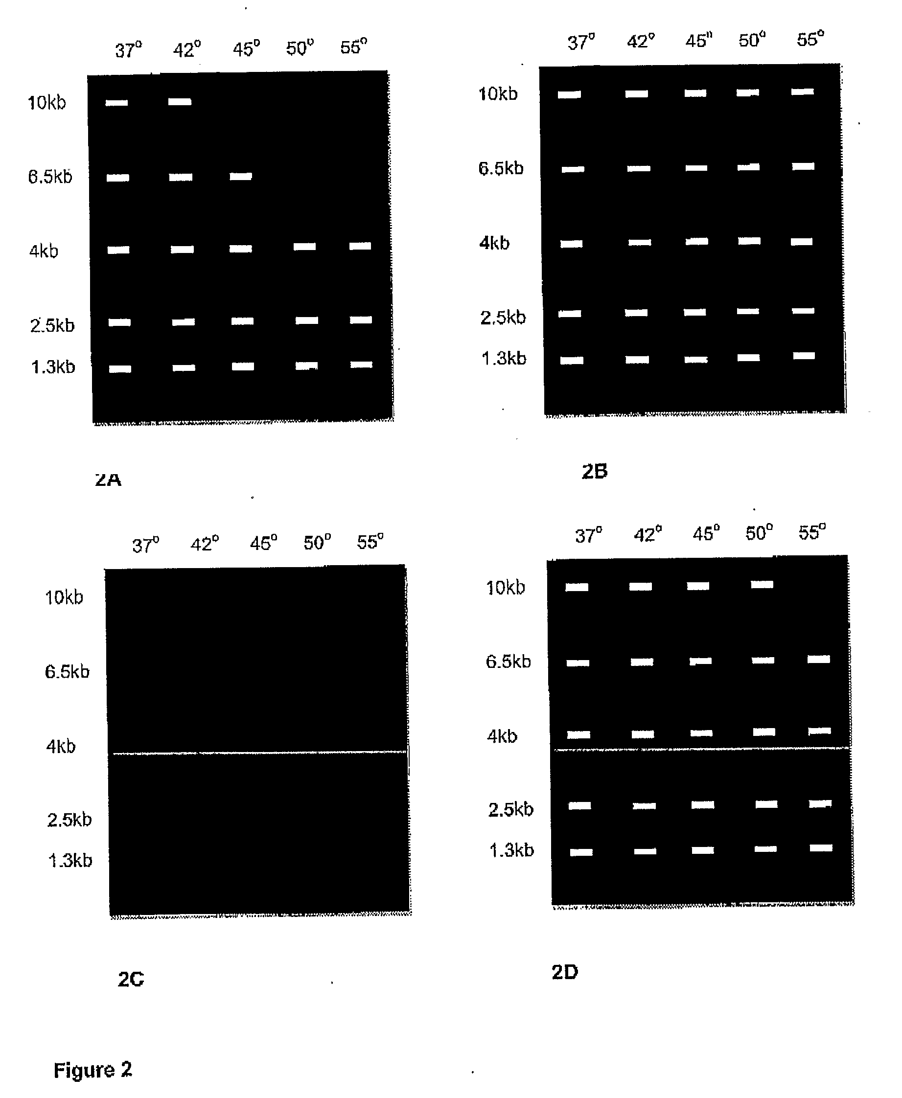 Enzymes for amplification and copying bisulphite modified nucleic acids