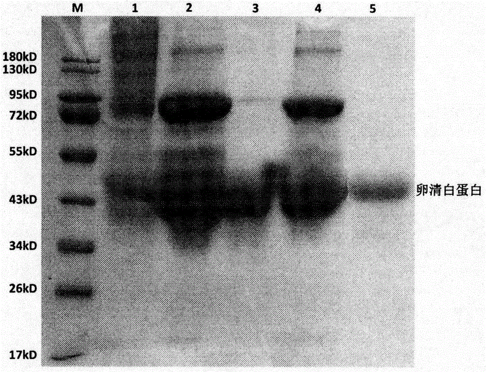 Method for separating ovalbumin from egg white