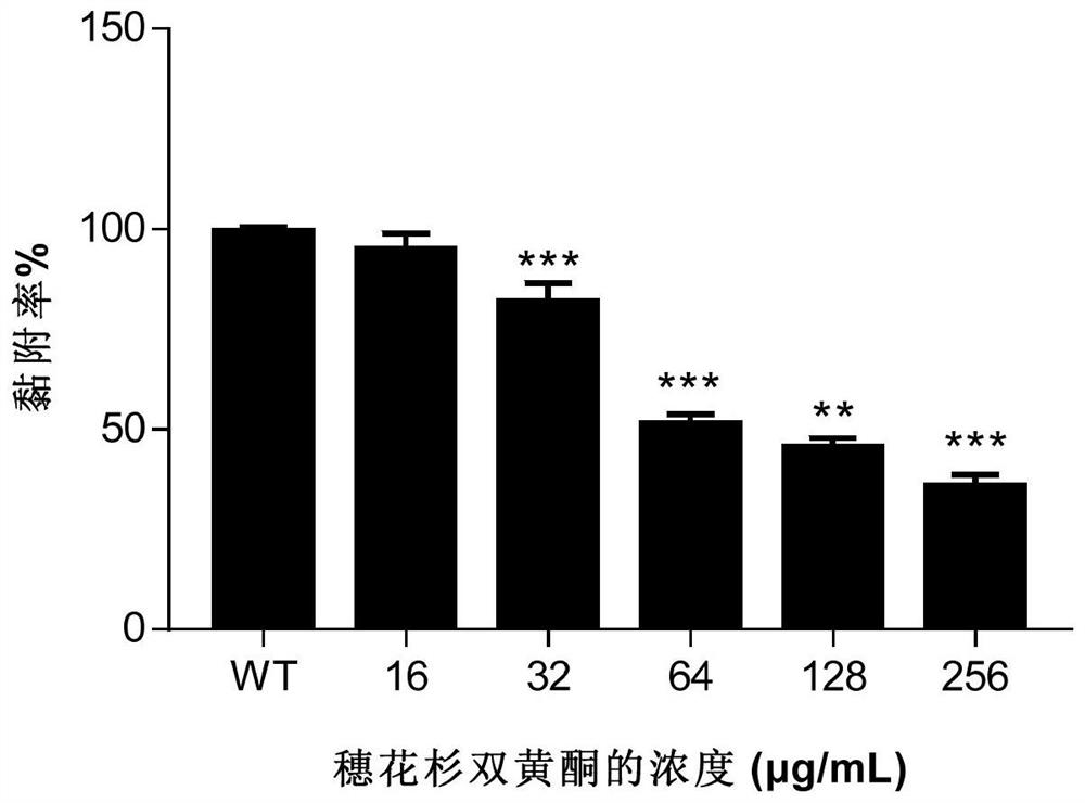 Application of amentoflavone in preparation of staphylococcus aureus MgrA inhibitor