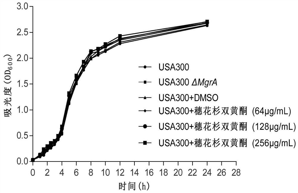 Application of amentoflavone in preparation of staphylococcus aureus MgrA inhibitor