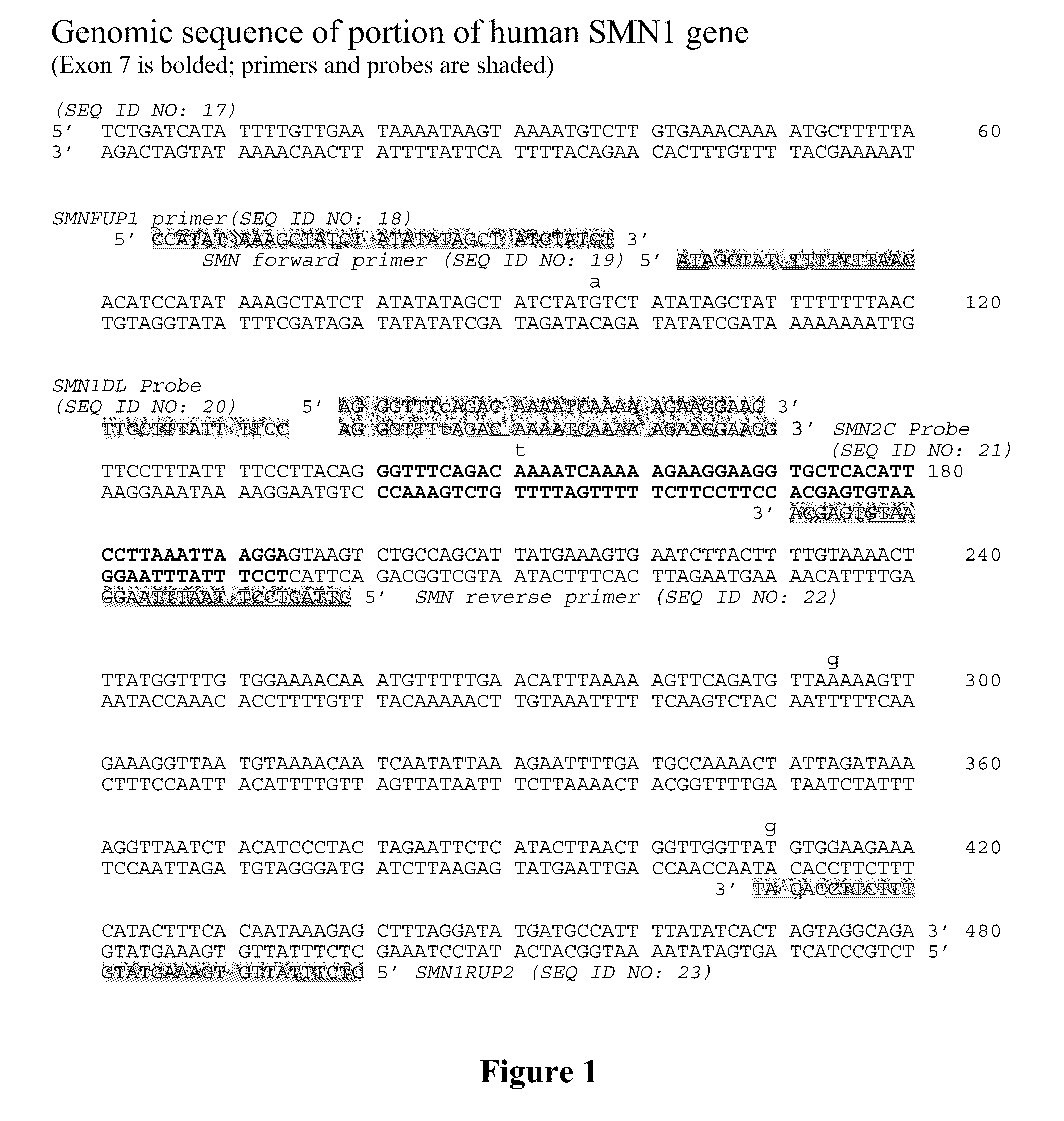 Copy number analysis of genetic locus