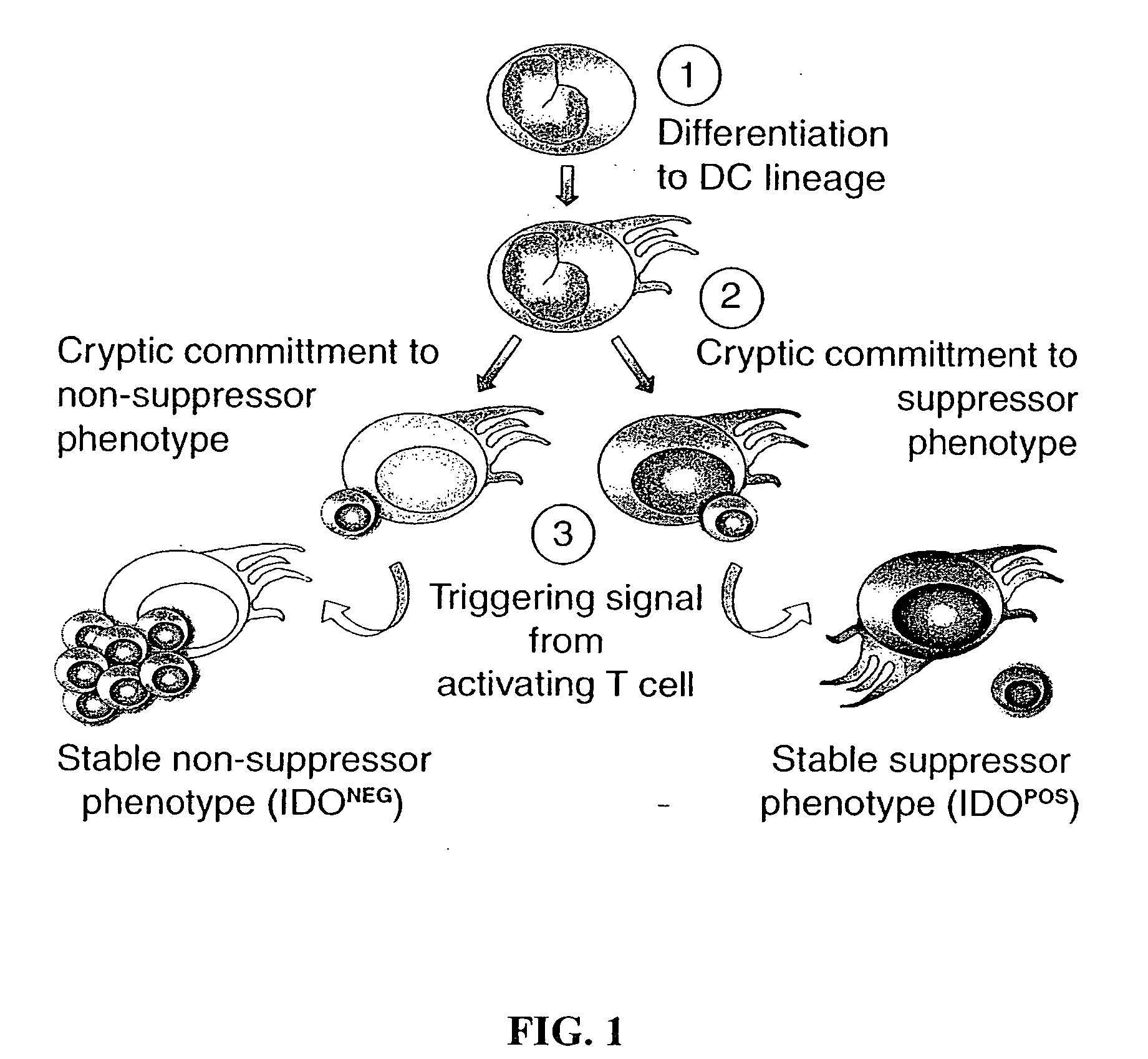 Antigen-presenting cell populations and their use as reagents for enhancing or reducing immune tolerance