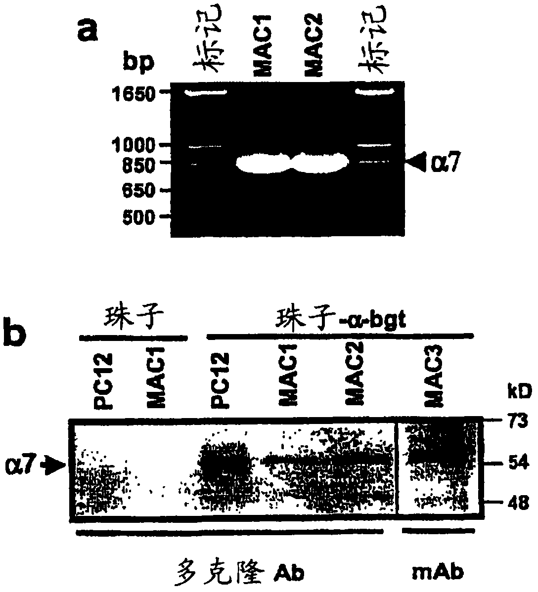 Inhibition of inflammation using alpha 7 receptor-binding cholinergic agonists