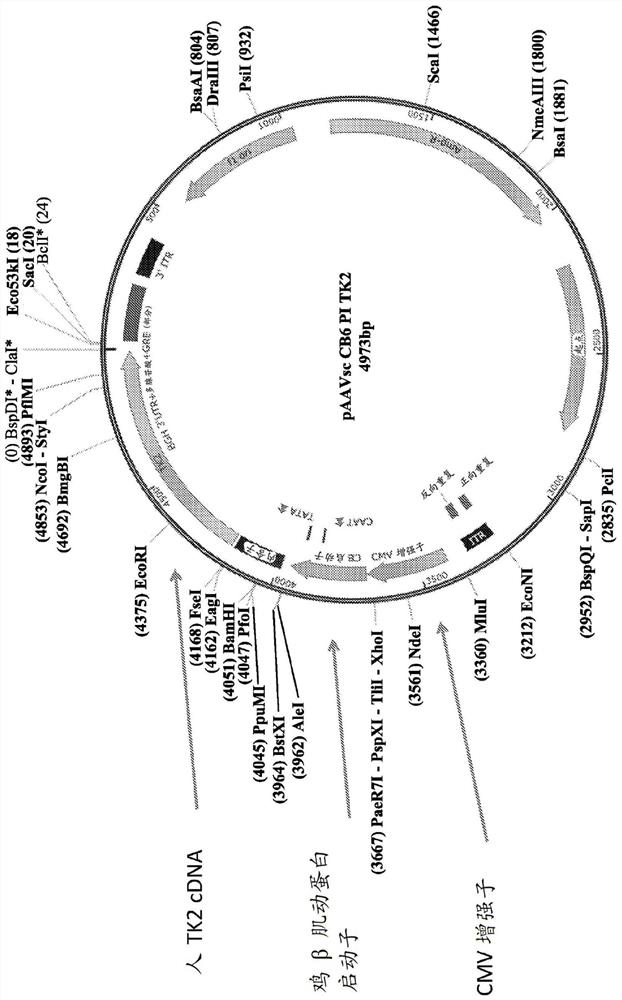 Gene therapy for diseases caused by unbalanced nucleotide pools including mitochondrial DNA depletion syndromes