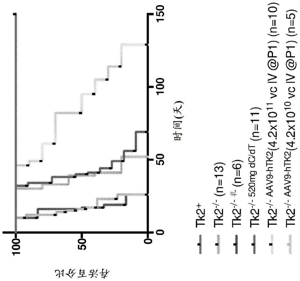 Gene therapy for diseases caused by unbalanced nucleotide pools including mitochondrial DNA depletion syndromes