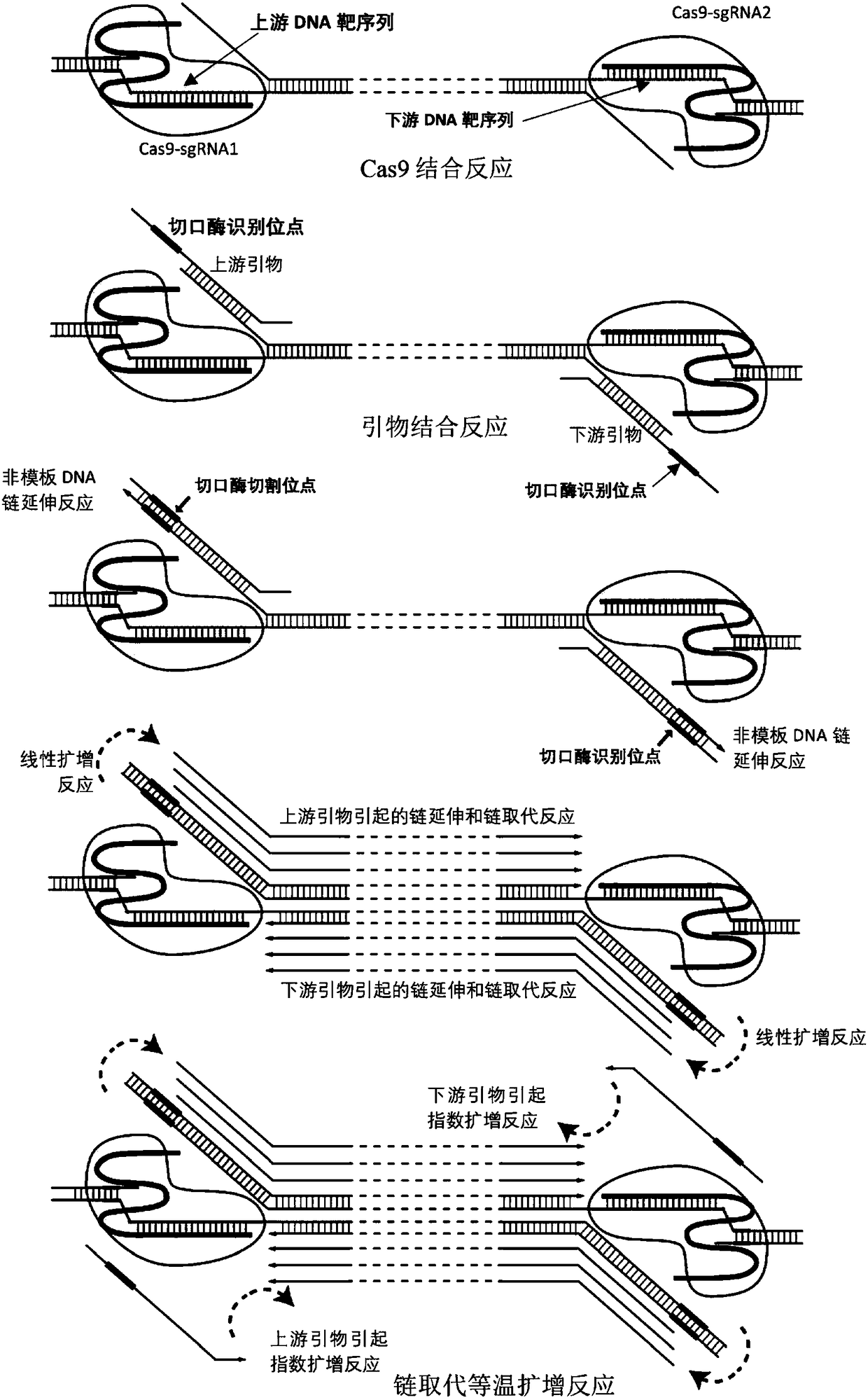 Isothermal amplification and detection technique based on CRISPR-chain substitution