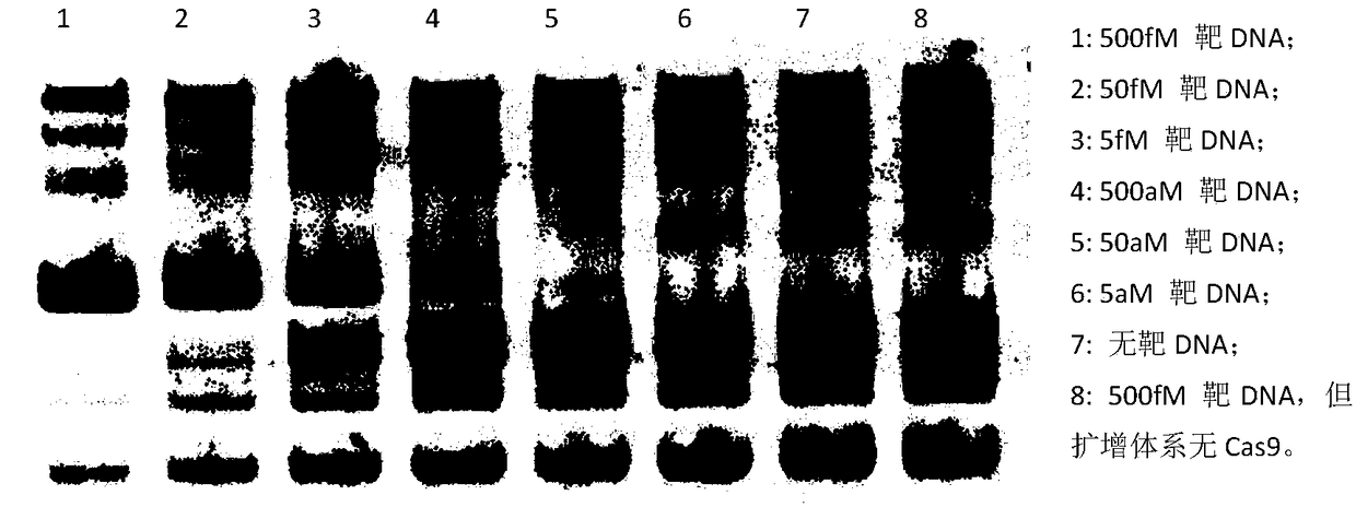 Isothermal amplification and detection technique based on CRISPR-chain substitution