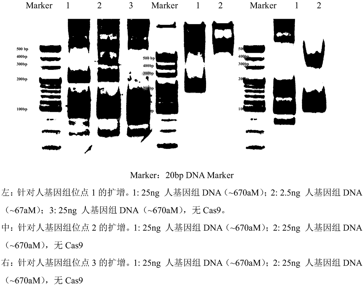 Isothermal amplification and detection technique based on CRISPR-chain substitution