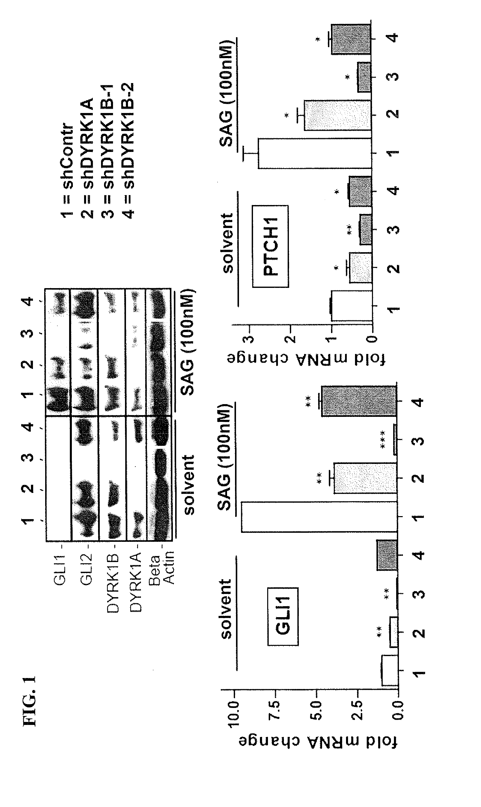 Method of inhibiting dyrk1b