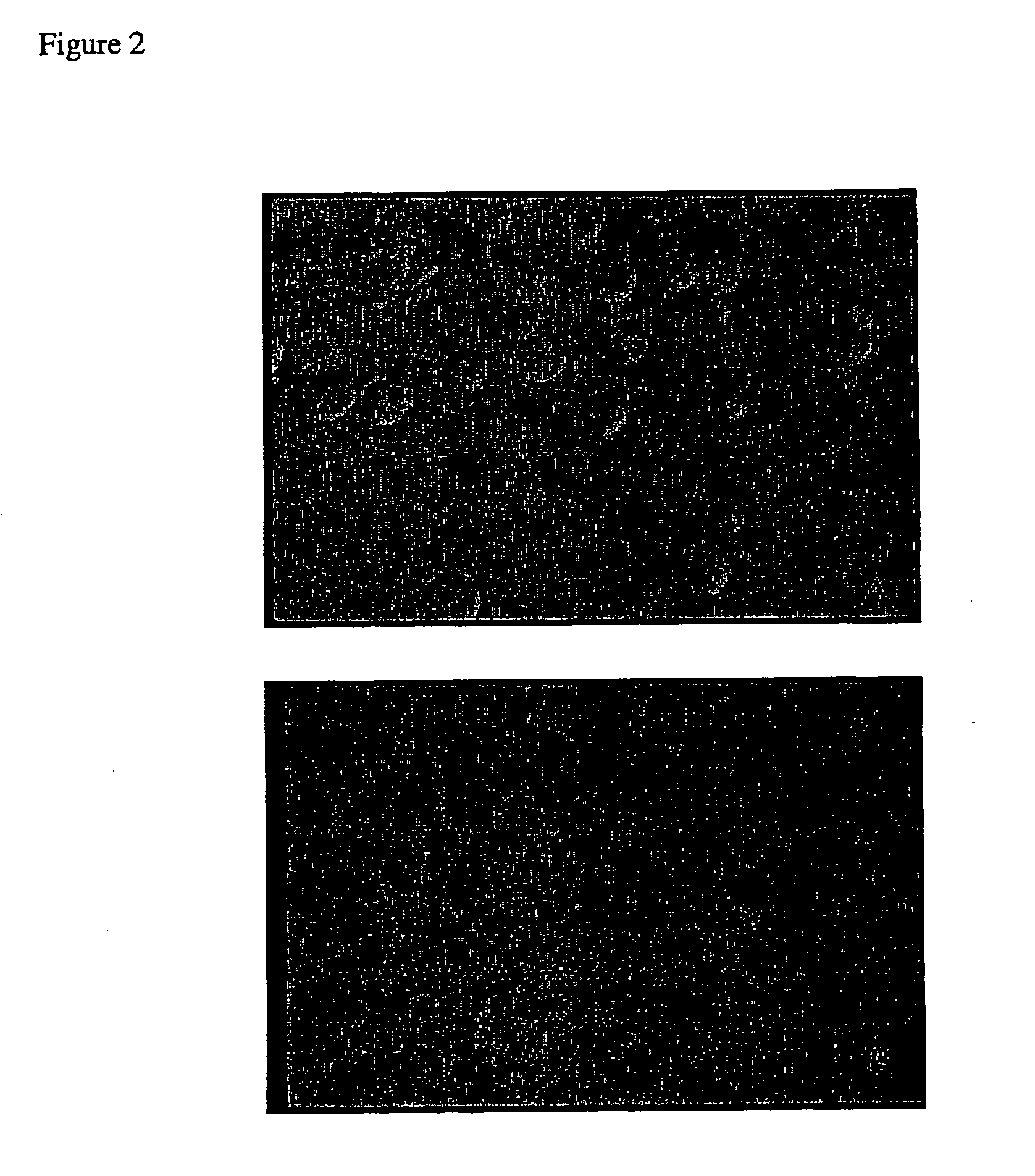 Pluripotent mammalian cells