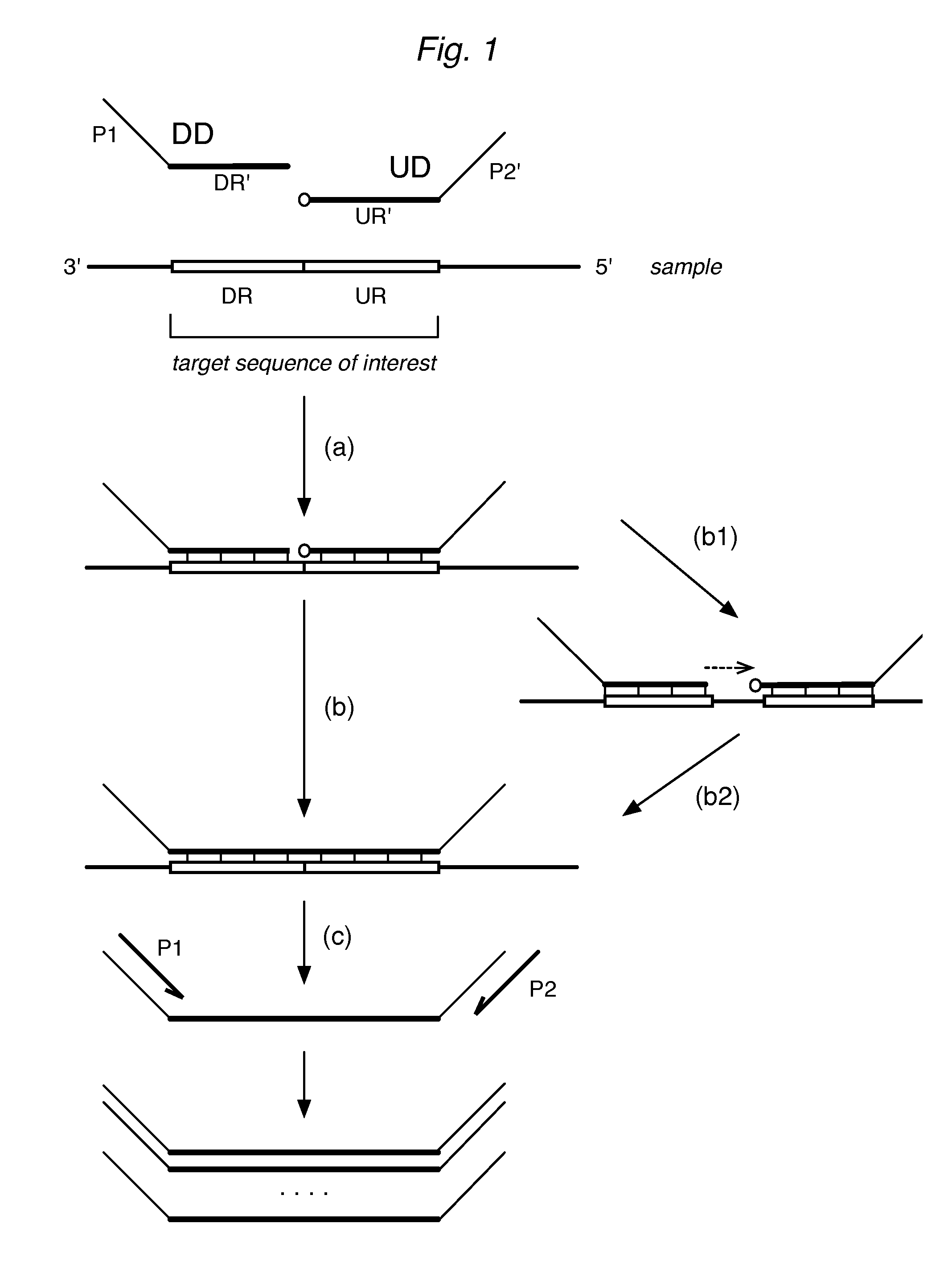 Profiling Expression at Transcriptome Scale