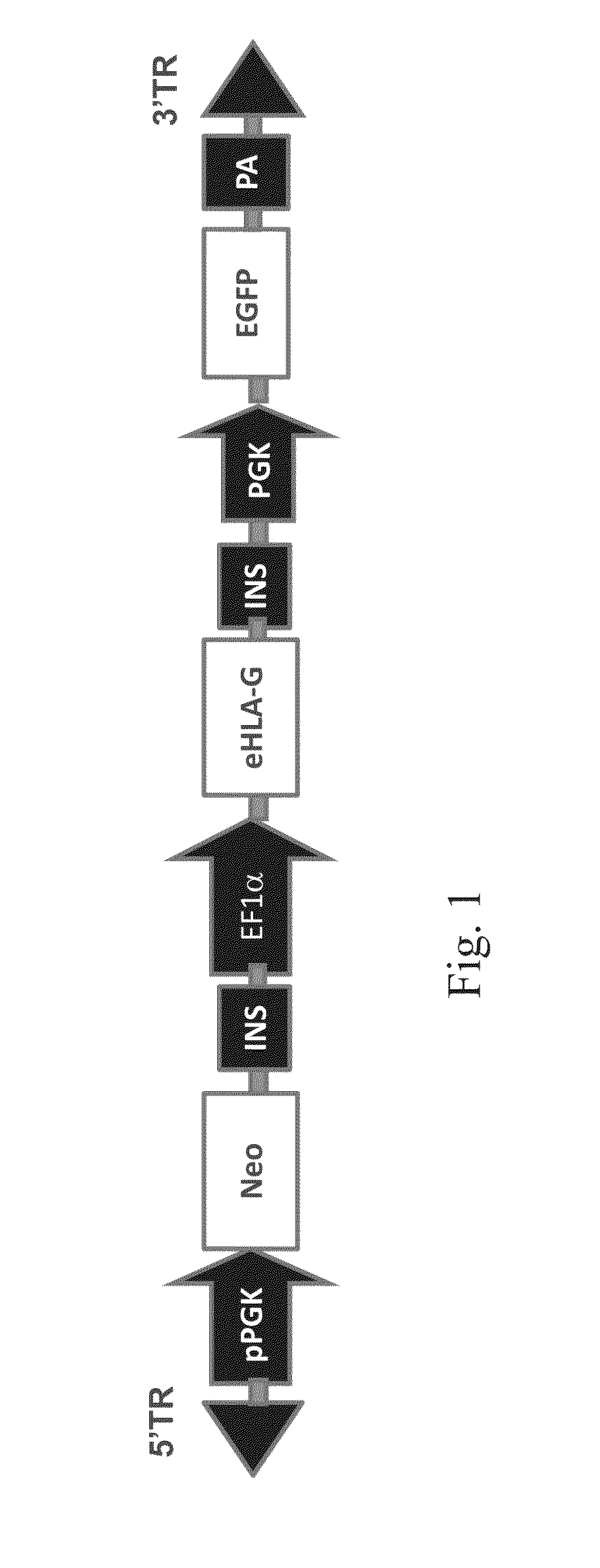 HLA g-modified cells and methods