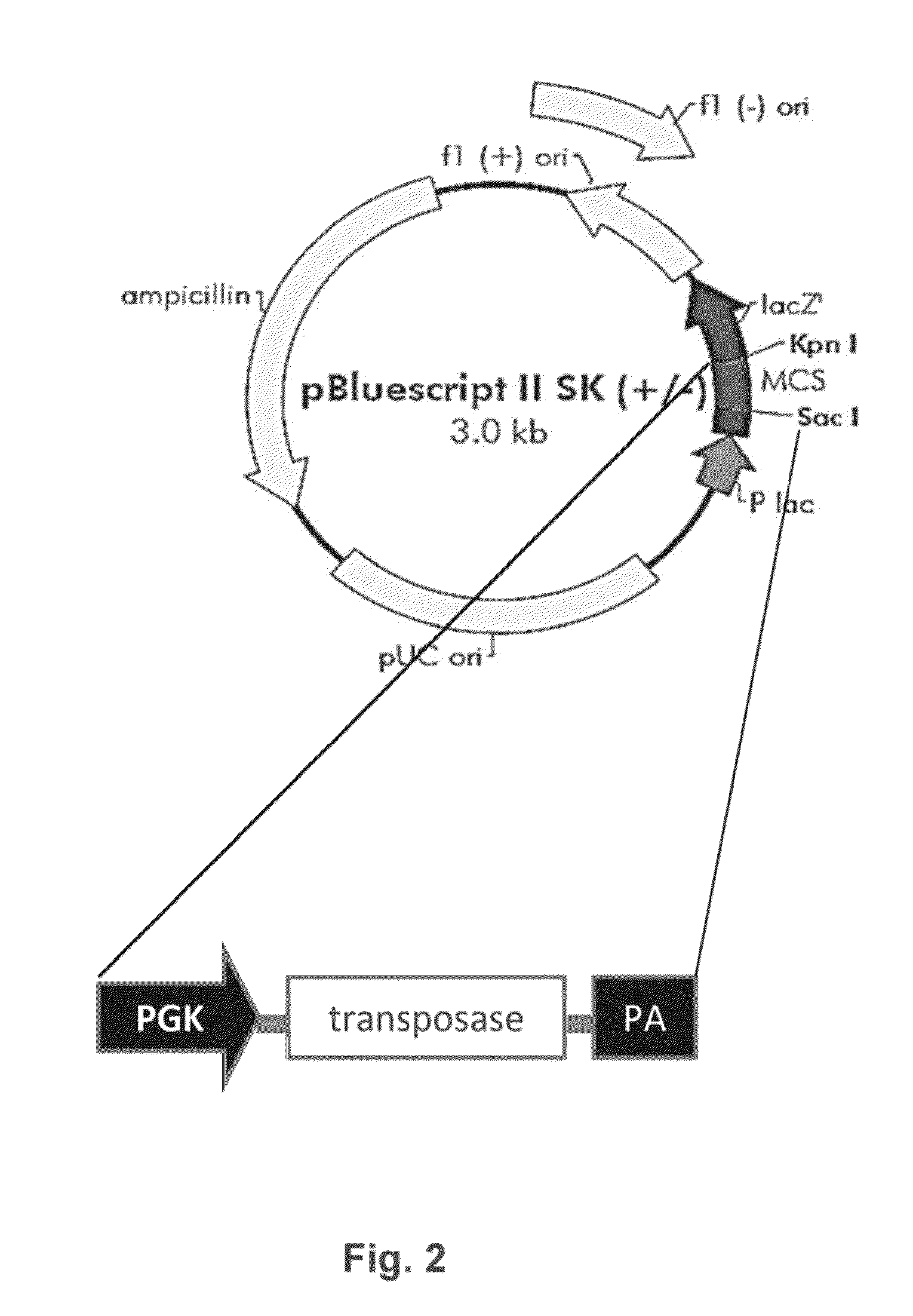 HLA g-modified cells and methods