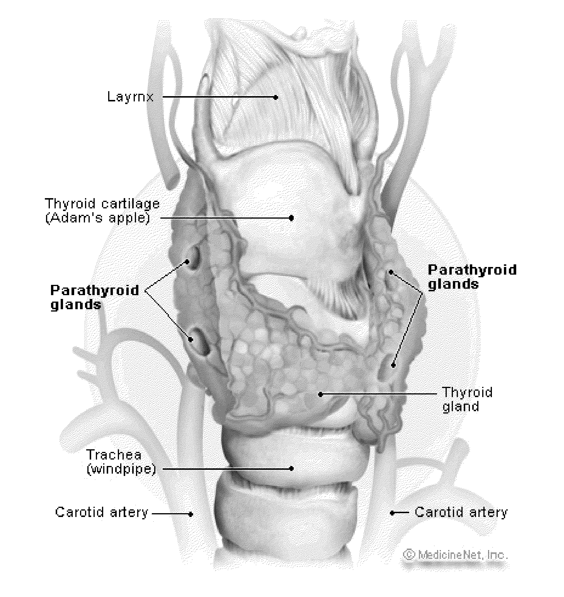 Intra-operative use of fluorescence spectroscopy and applications of same