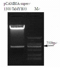 Salt-tolerant and drought-resistant gene TaMYB33 of wheat and coding protein as well as application thereof