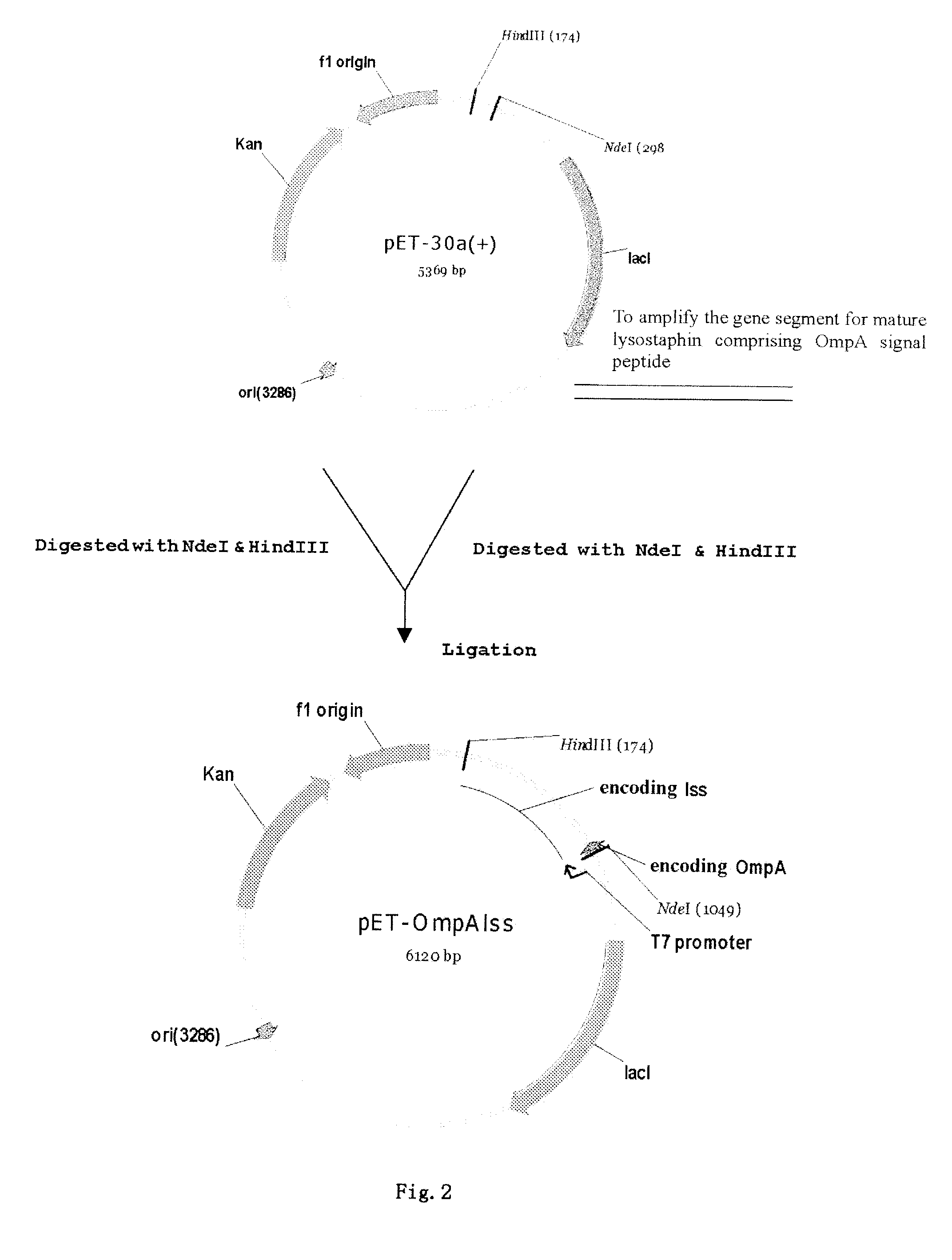 Method of secretory expression of lysostaphin in escherichia coli at high level