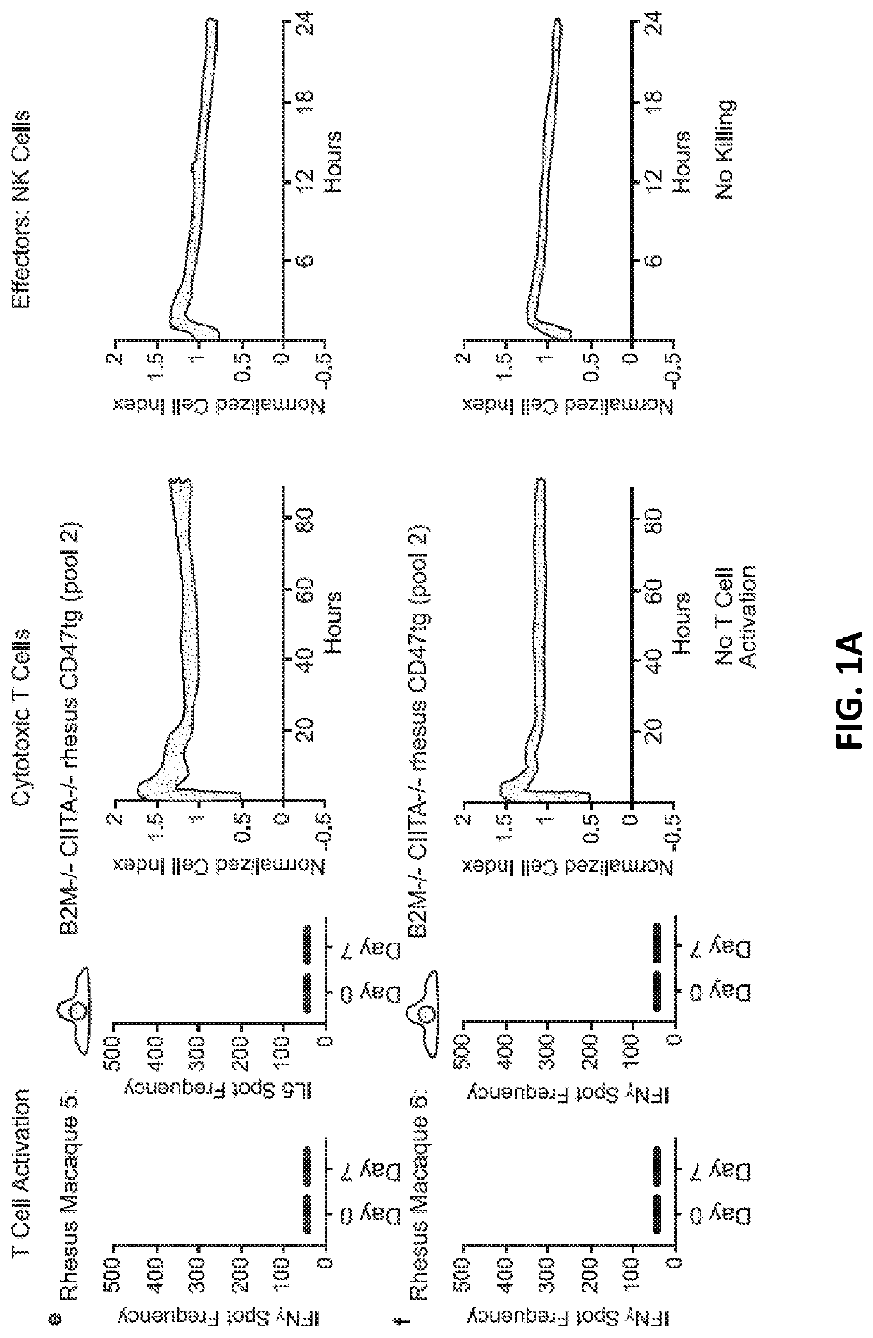 Modified pluripotent cells