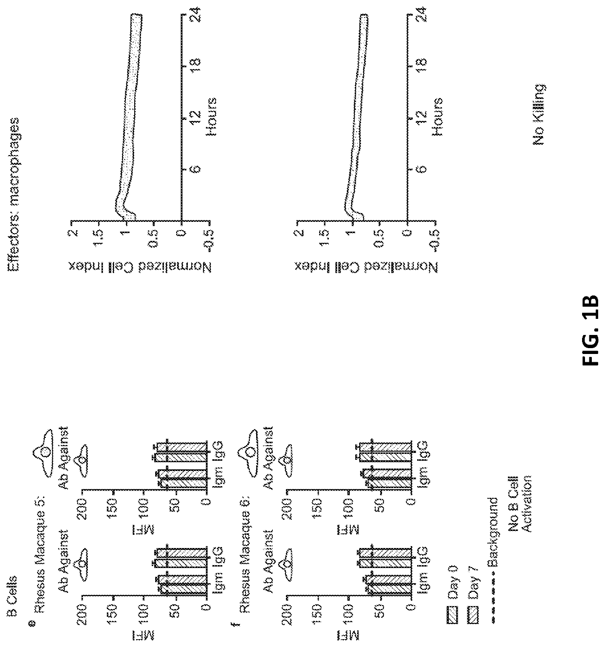 Modified pluripotent cells