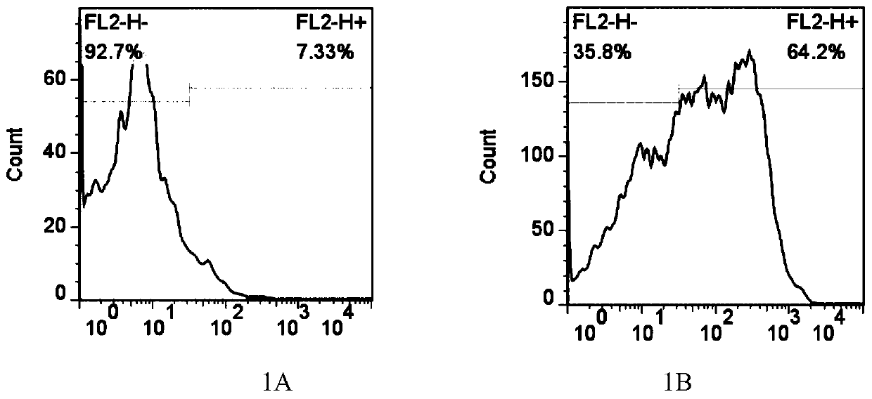 Method for constructing MRFFT1 cell