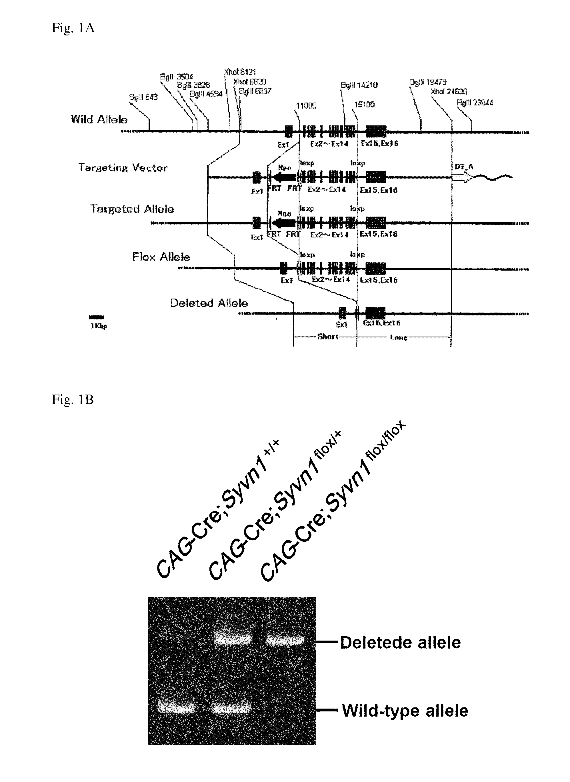 Screening Method For Compound Having Obesity Preventive Or Therapeutic Activity