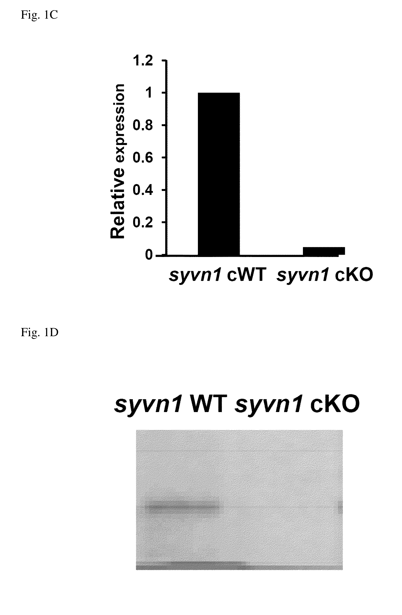 Screening Method For Compound Having Obesity Preventive Or Therapeutic Activity