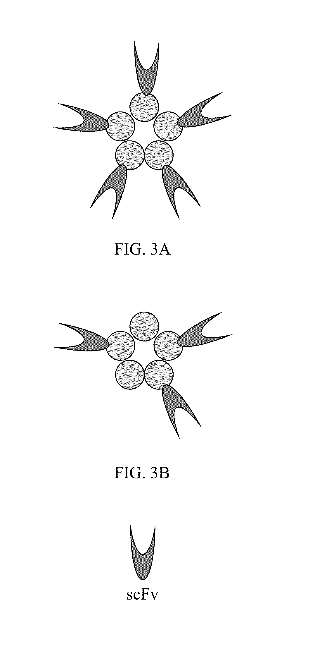 Serum amyloid p-antibody fusion proteins