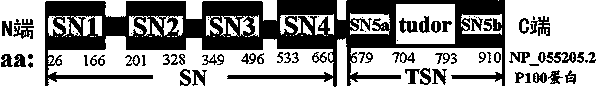 Preparation method of stress phosphorylation antibody aiming at human Tudor-SN protein T103 site