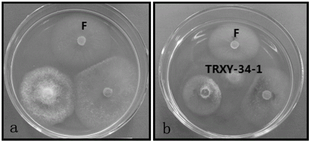 Application of sophora tonkinensis endophytic fungus TRXY-34-1 in prevention and treatment of panax notoginseng root rot