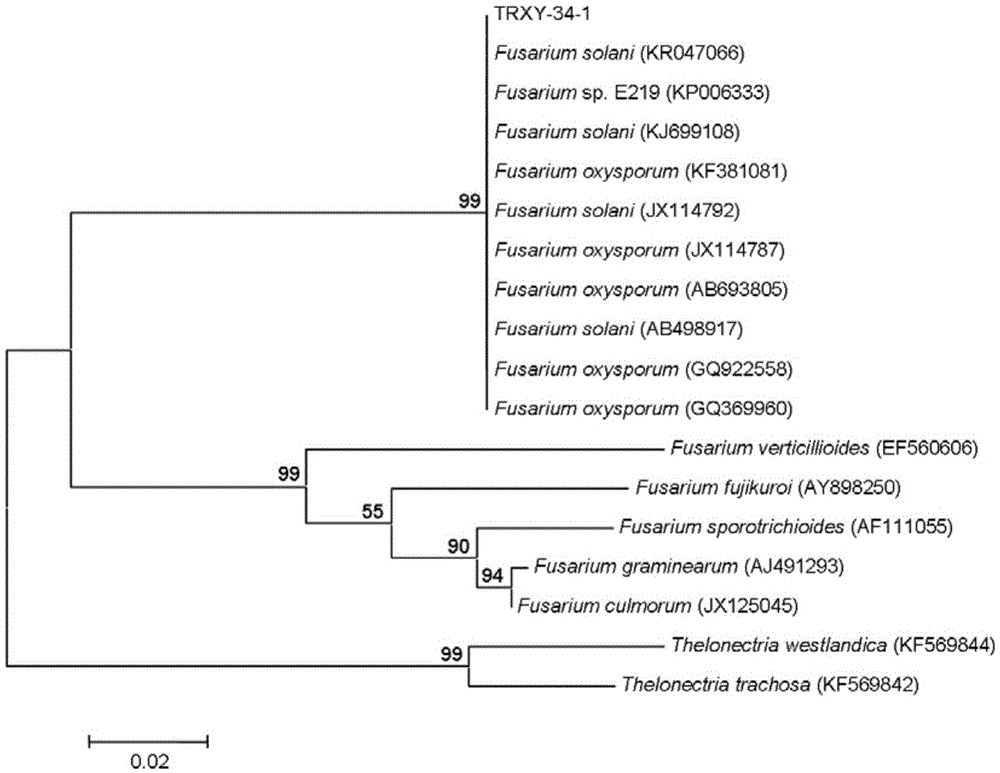 Application of sophora tonkinensis endophytic fungus TRXY-34-1 in prevention and treatment of panax notoginseng root rot