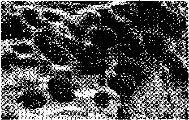 High-intensity porous bone repair material and method for preparing same