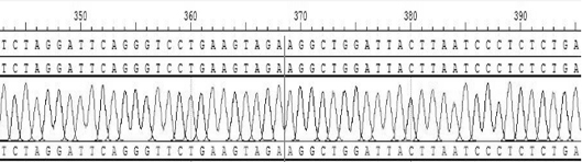 CD74-ROS1 rearrangement DNA (deoxyribonucleic acid) standard substance for molecular diagnosis, RNA (ribonucleic acid) standard substance for molecular diagnosis and application of CD74-ROS1 rearrangement DNA standard substance and RNA standard substance