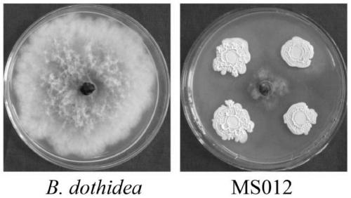 Bacillus velezensis having various disease preventive effects, application thereof and biocontrol inoculant