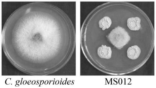 Bacillus velezensis having various disease preventive effects, application thereof and biocontrol inoculant