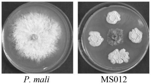 Bacillus velezensis having various disease preventive effects, application thereof and biocontrol inoculant