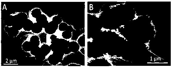 Metallic nickel modified sulfur-indium-zinc photocatalyst and preparation method and application thereof